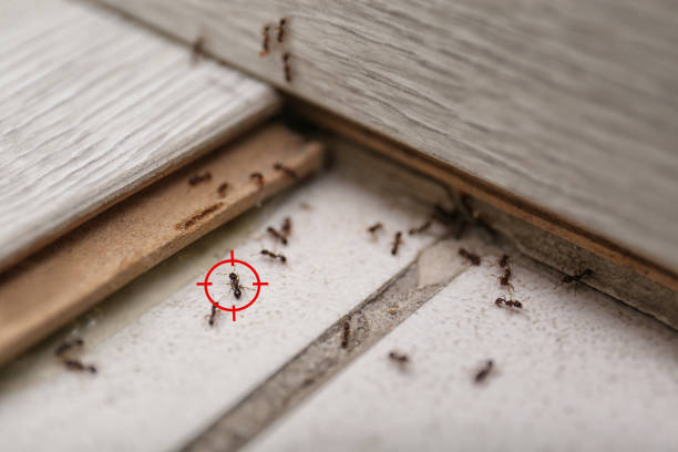 Best Cockroach Control Services  in Moonachie, NJ