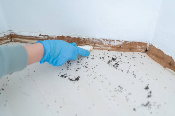 Best Insect Control  in Moonachie, NJ